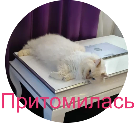 🥱 Стикер «Кинкиса» для Telegram