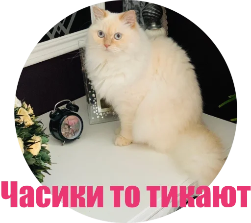 ⏱ Стикер «Кинкиса» для Telegram