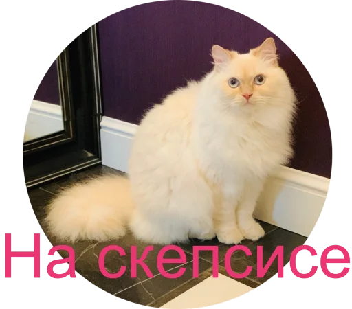 😕 Стикер «Кинкиса» для Telegram