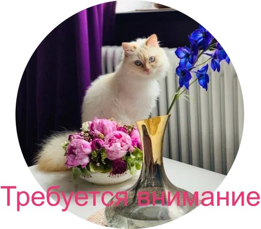 🥰 Стикер «Кинкиса» для Telegram