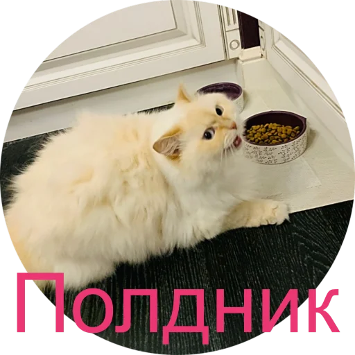 🌮 Стикер «Кинкиса» для Telegram