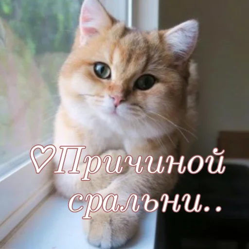 ☺ Стикер «Я не Кира Йошикаге» для Telegram