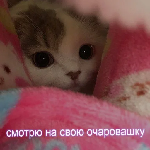 ❤️ Стикер «KiRaSaF» для Telegram