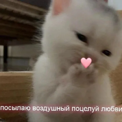 ❤️ Стикер «KiRaSaF» для Telegram