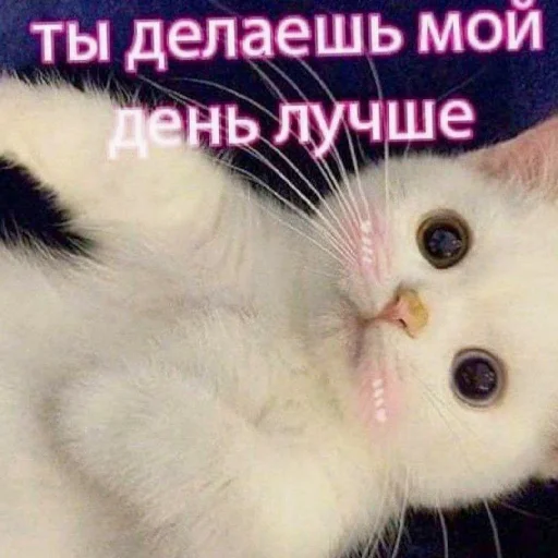 ❤️ Стикер «KiRaSaF» для Telegram