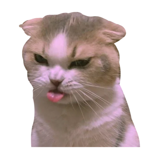 😛 Стикер «стикеркэт» для Telegram