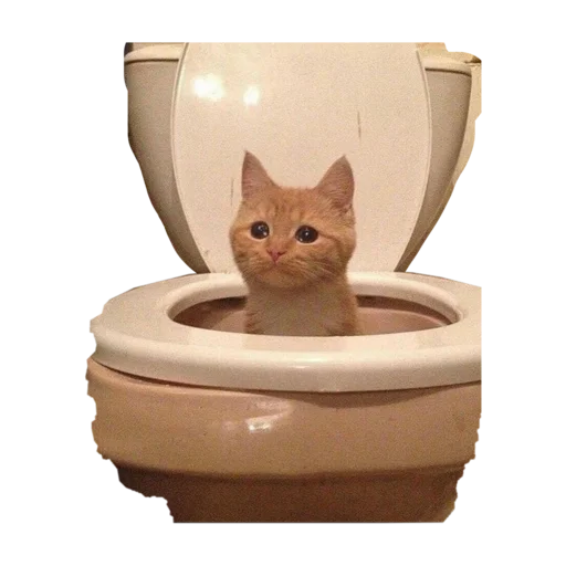 🚽 Стикер «стикеркэт» для Telegram