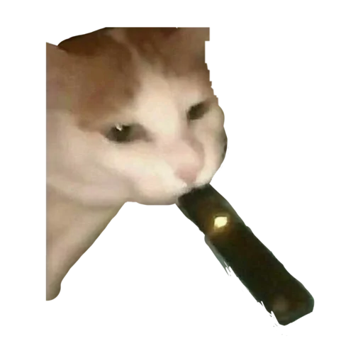 🚬 Стикер «стикеркэт» для Telegram