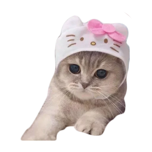 💓 Стикер «стикеркэт» для Telegram