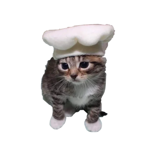 🧑‍🍳 Стикер «стикеркэт» для Telegram