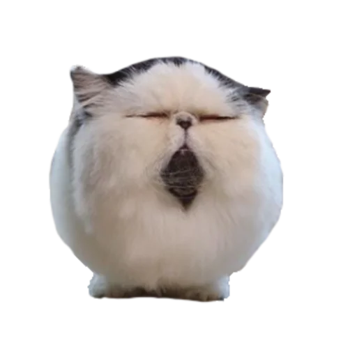 😑 Стикер «стикеркэт» для Telegram