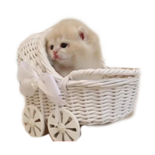 👶 Стикер «стикеркэт» для Telegram