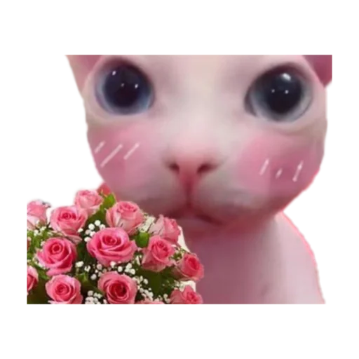 💐 Стикер «стикеркэт» для Telegram