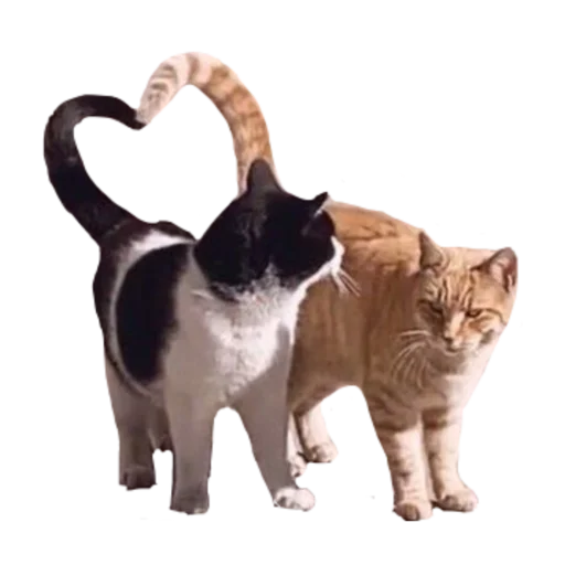 💞 Стикер «стикеркэт» для Telegram