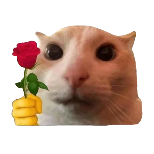 🌹 Стикер «стикеркэт» для Telegram