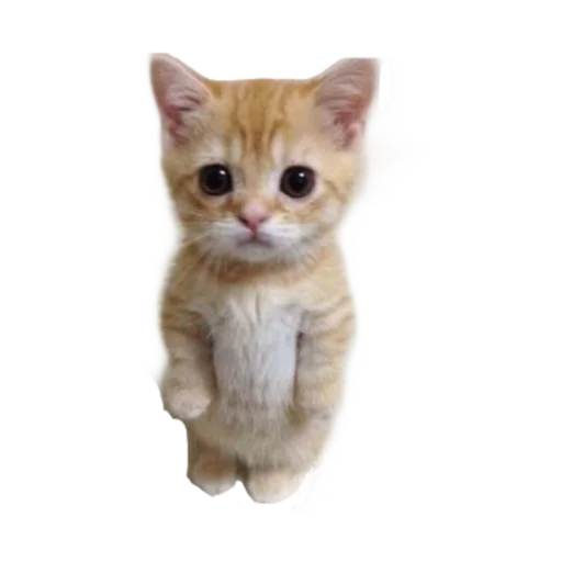🥺 Стикер «стикеркэт» для Telegram