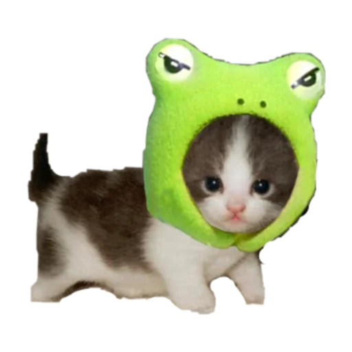 🐸 Стикер «стикеркэт» для Telegram