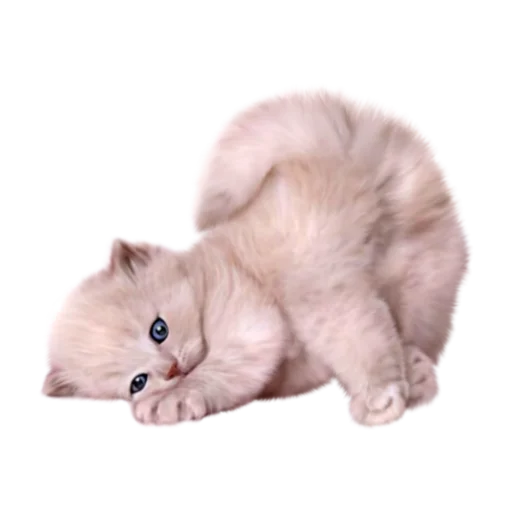 🍑 Стикер «стикеркэт» для Telegram