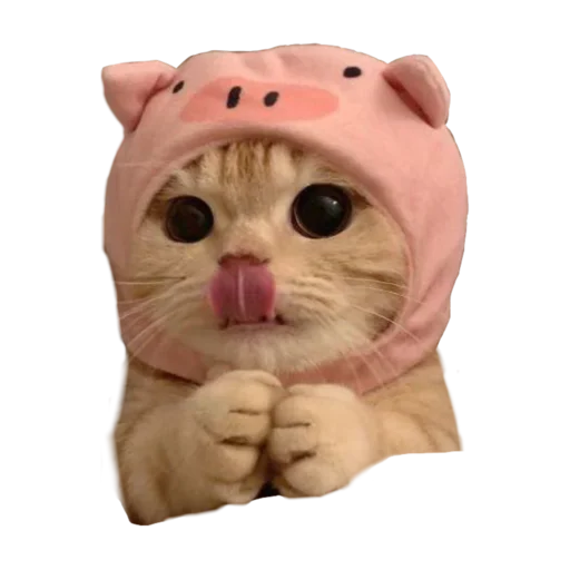 🐷 Стикер «стикеркэт» для Telegram