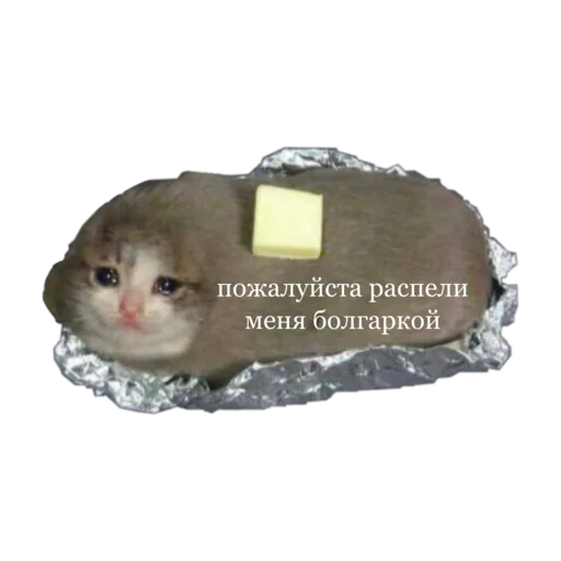 😰 Стикер «стикеркэт» для Telegram