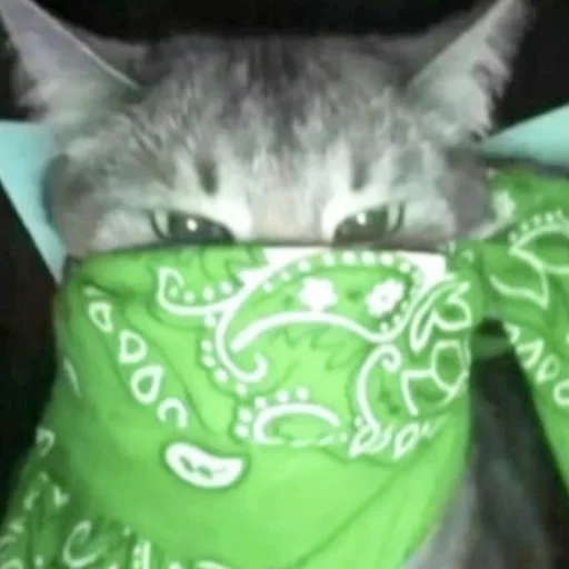 🧣 Стикер «kishku» для Telegram