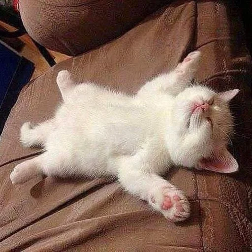 😴 Стикер «kishku» для Telegram