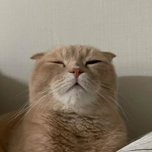 🙁 Стикер «kishku» для Telegram