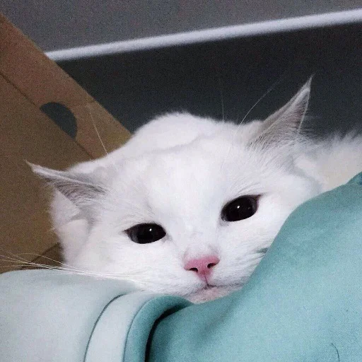 😌 Стикер «kishku» для Telegram