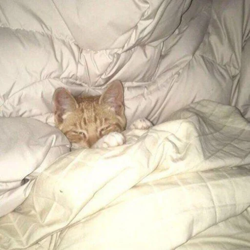 😴 Стикер «kishku» для Telegram