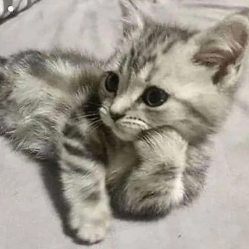 🤔 Стикер «kishku» для Telegram