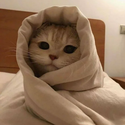 😊 Стикер «kishku» для Telegram