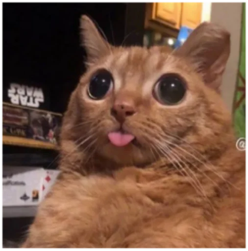 🤪 Стикер «Кисы» для Telegram