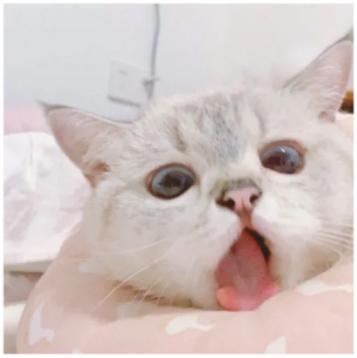 🤢 Стикер «Кисы» для Telegram