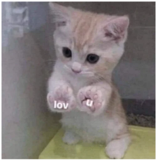 💕 Стикер «Кисы» для Telegram