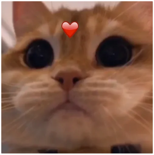 🥰 Стикер «Кисы» для Telegram