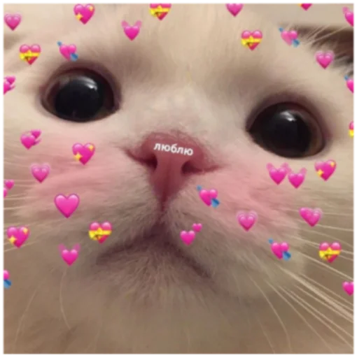 💓 Стикер «Кисы» для Telegram
