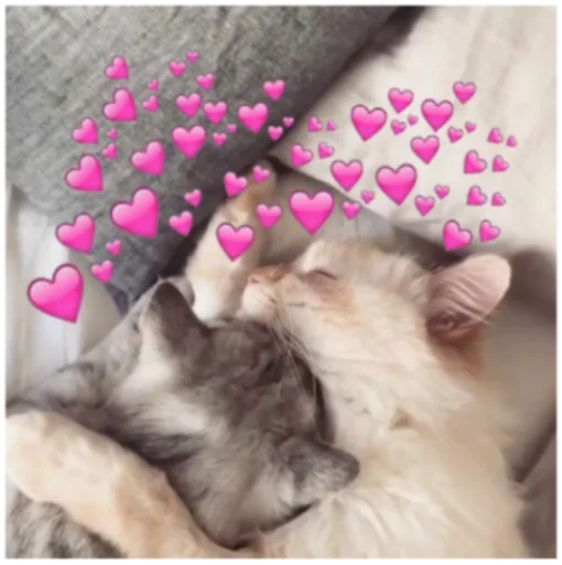 💗 Стикер «Кисы» для Telegram