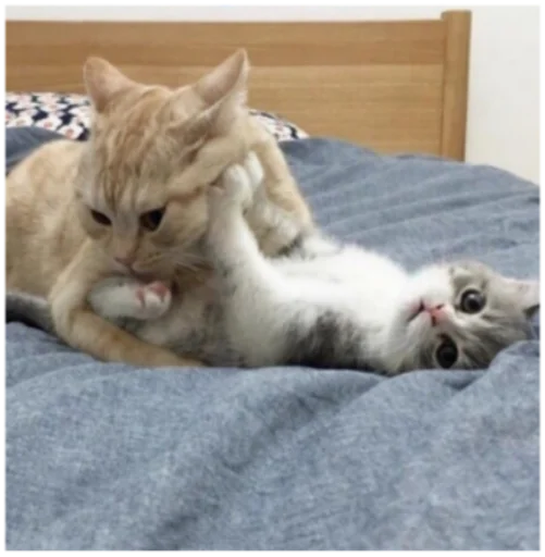 😗 Стикер «Кисы» для Telegram