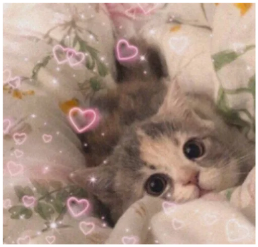 🥺 Стикер «Кисы» для Telegram