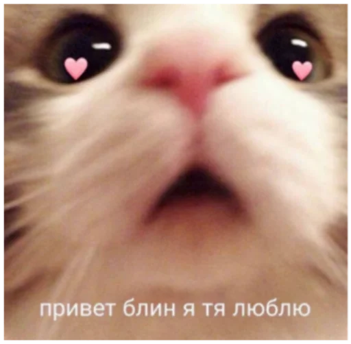 🥱 Стикер «Кисы» для Telegram