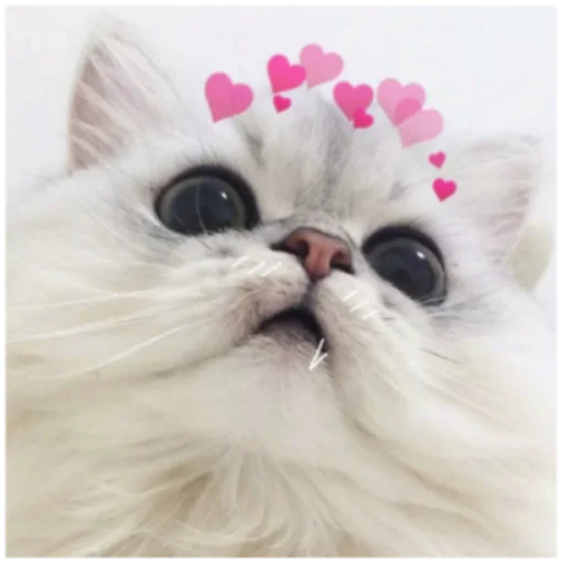 🤓 Стикер «Кисы» для Telegram