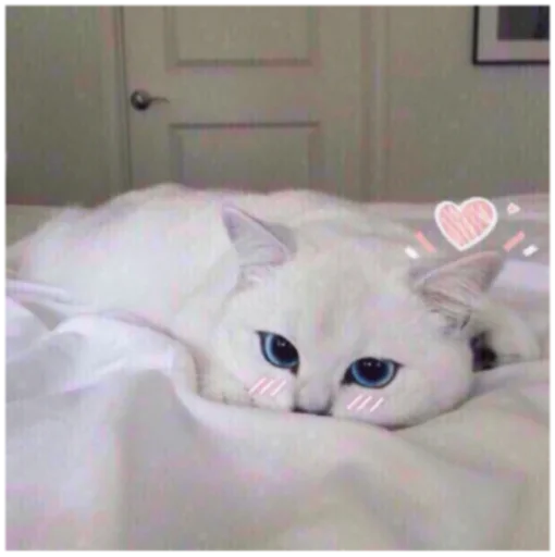 😢 Стикер «Кисы» для Telegram