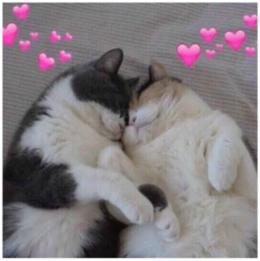 👩‍❤️‍💋‍👨 Стикер «Кисы» для Telegram