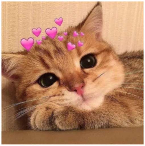 🥰 Стикер «Кисы» для Telegram