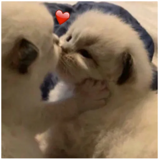 💒 Стикер «Кисы» для Telegram