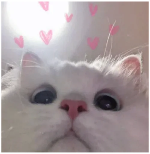 😬 Стикер «Кисы» для Telegram