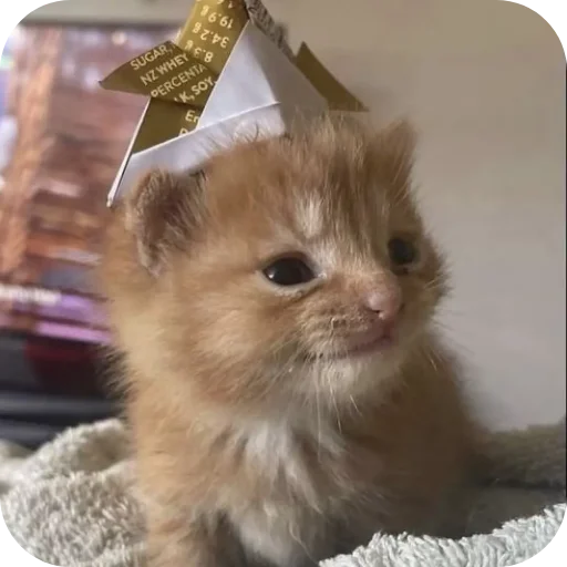 🐱 Стикер «киски и собачки» для Telegram