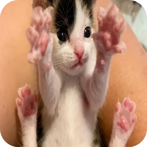🐱 Стикер «киски и собачки» для Telegram