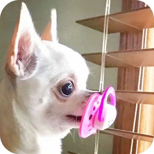 🐶 Стикер «киски и собачки» для Telegram