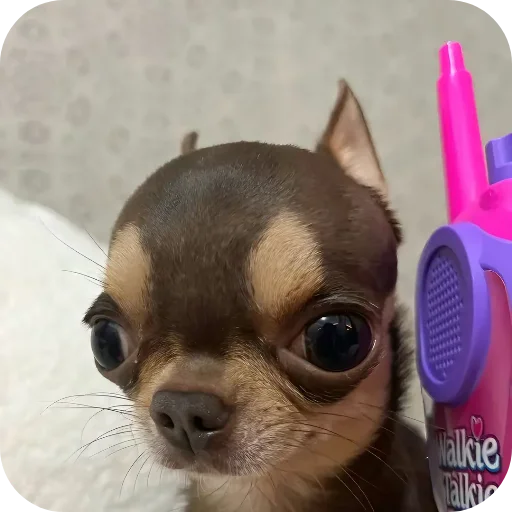 🐱 Стикер «киски и собачки» для Telegram
